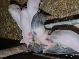 Purcei de vanzare 7saptamani