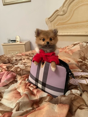 Pomeranian de vinzare - imagine 2