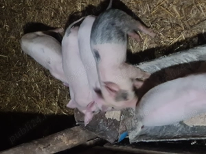 Purcei de vanzare 7saptamani - imagine 2 Purcei de vanzare 7saptamani - imagine 2