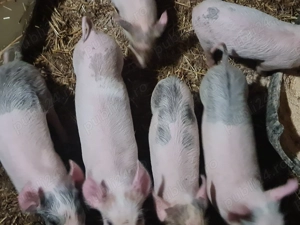 Purcei de vanzare 7saptamani - imagine 5 Purcei de vanzare 7saptamani - imagine 5