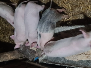 Purcei de vanzare 7saptamani - imagine 4 Purcei de vanzare 7saptamani - imagine 4