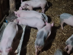 Purcei de vanzare 7saptamani - imagine 3 Purcei de vanzare 7saptamani - imagine 3