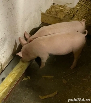 purcel 9 săptămâni 