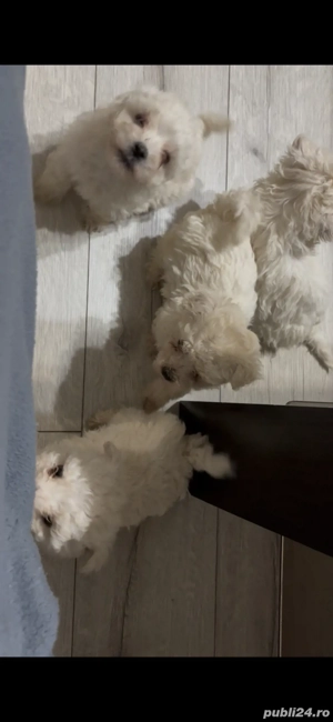 Bichon Bolognese de vanzare!!! - imagine 4 Bichon Bolognese de vanzare!!! - imagine 4