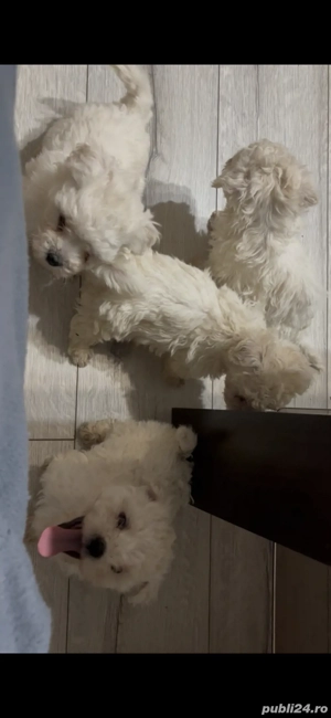 Bichon Bolognese de vanzare!!! - imagine 3 Bichon Bolognese de vanzare!!! - imagine 3