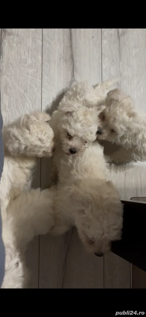 Bichon Bolognese de vanzare!!! - imagine 2 Bichon Bolognese de vanzare!!! - imagine 2