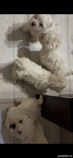 Bichon Bolognese de vanzare!!! - imagine 5 Bichon Bolognese de vanzare!!! - imagine 5