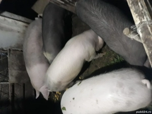 DE,VÂNZARE,porci,de,sacrificat!