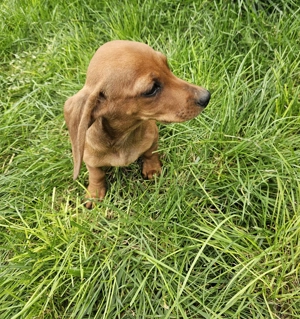 Cățeluși teckel maro rasă pură !!! 