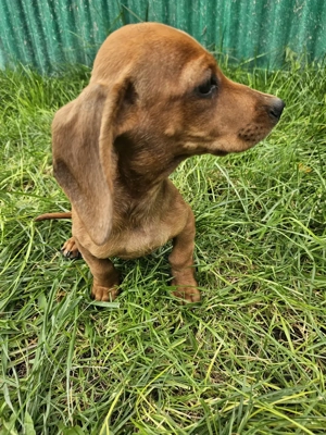 Cățeluși teckel maro rasă pură !!!  - imagine 3 Cățeluși teckel maro rasă pură !!!  - imagine 3
