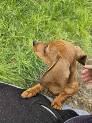 Cățeluși teckel maro rasă pură !!!  - imagine 2 Cățeluși teckel maro rasă pură !!!  - imagine 2