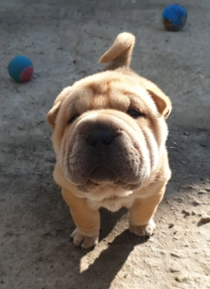 Shar Pei puiuți - imagine 4