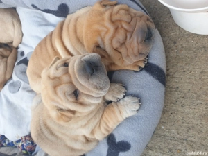 Shar Pei puiuți - imagine 3