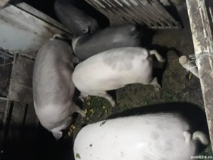 DE,VÂNZARE,porci,de,sacrificat! - imagine 4