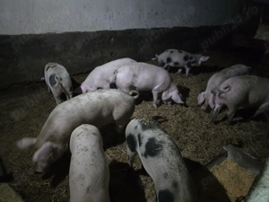 Vand porci greutate 70-130 kg - imagine 3