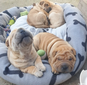 Shar Pei puiuți - imagine 2