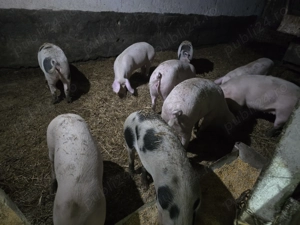 Vand porci greutate 70-130 kg - imagine 4