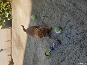 Shar Pei puiuți - imagine 5