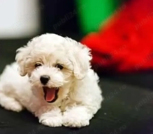 Bichon Frise Mini Toy 