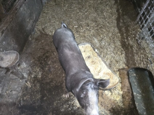 Vand Scrofita de reproductie rasa Pietran 70 kg - imagine 2 Vand Scrofita de reproductie rasa Pietran 70 kg - imagine 2