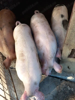 Porci si purcei  de vânzare