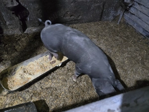 Vand Scrofita de reproductie rasa Pietran 70 kg - imagine 3 Vand Scrofita de reproductie rasa Pietran 70 kg - imagine 3