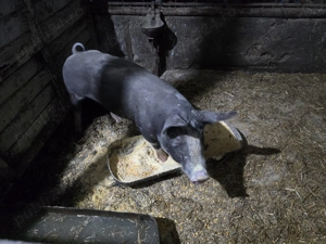 Vand Scrofita de reproductie rasa Pietran 70 kg