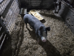 Vand Scrofita de reproductie rasa Pietran 70 kg - imagine 4 Vand Scrofita de reproductie rasa Pietran 70 kg - imagine 4