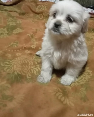 Căței bichon  - imagine 2