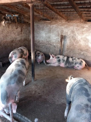 Porci si purcei  de vânzare  - imagine 3 Porci si purcei  de vânzare  - imagine 3