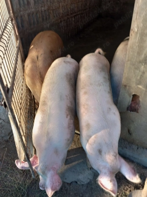 Porci si purcei  de vânzare  - imagine 2 Porci si purcei  de vânzare  - imagine 2