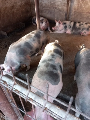 Porci si purcei  de vânzare  - imagine 4 Porci si purcei  de vânzare  - imagine 4