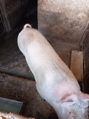 Porci si purcei  de vânzare  - imagine 5 Porci si purcei  de vânzare  - imagine 5
