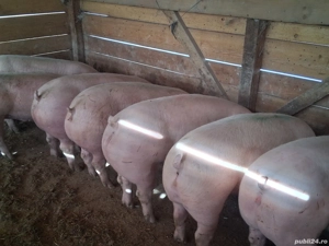 vând porci 135-140 kg,Rasa de calitate Pic &Zeiger  ,carne  100%! - imagine 2 vând porci 135-140 kg,Rasa de calitate Pic &Zeiger  ,carne  100%! - imagine 2