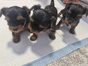 Yorkshire Terrier Mini Toy