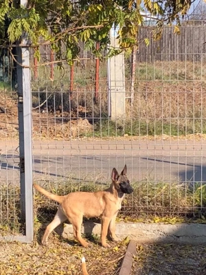 Malinois cu Pedigree - imagine 2