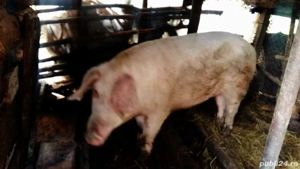 Porci de vânzare 