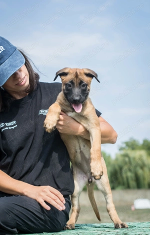 Malinois cu Pedigree - imagine 3