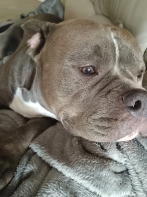 Bully american  - imagine 4