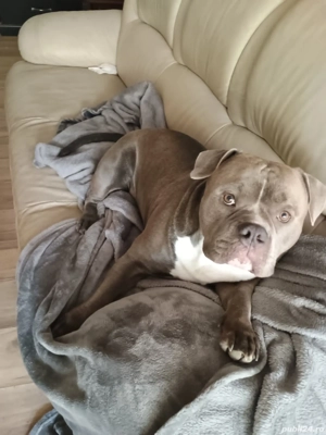 Bully american  - imagine 2