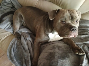 Bully american  - imagine 3