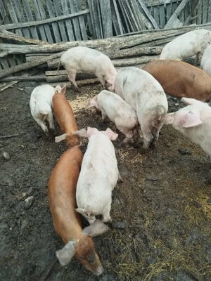 Vând porci  - imagine 2