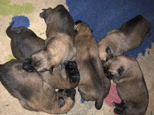 ciobanesc belgian malinois - imagine 5