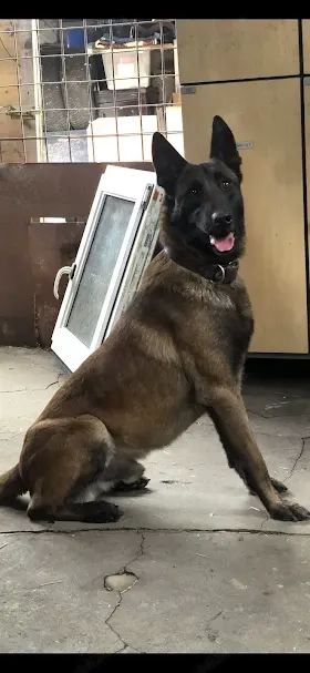 ciobanesc belgian malinois - imagine 2