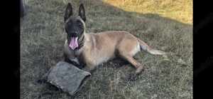 ciobanesc belgian malinois - imagine 3