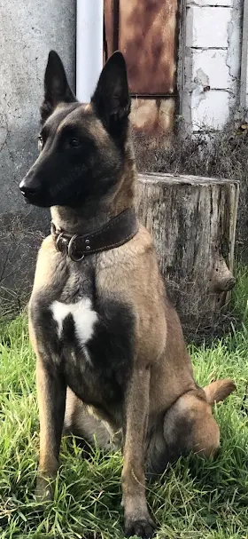 ciobanesc belgian malinois - imagine 4