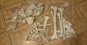 Oasele scheletului uman pentru studiu (400 lei negociabil) - imagine 2