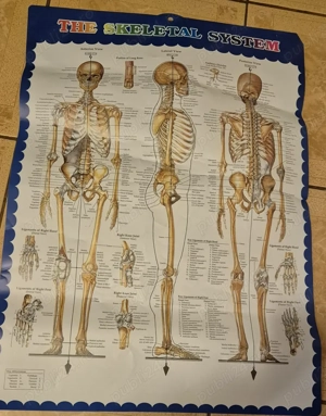 Oasele scheletului uman pentru studiu (400 lei negociabil)