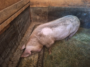 Porci mari de vanzare  - imagine 2