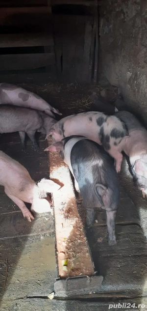 Vand purceii - imagine 3 Vand purceii - imagine 3